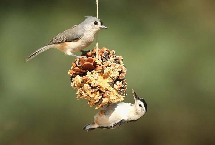 ピーナッツバターを付けた松ぼっくり (Pine Cone Bird Feeder) に鳥がとまっている様子